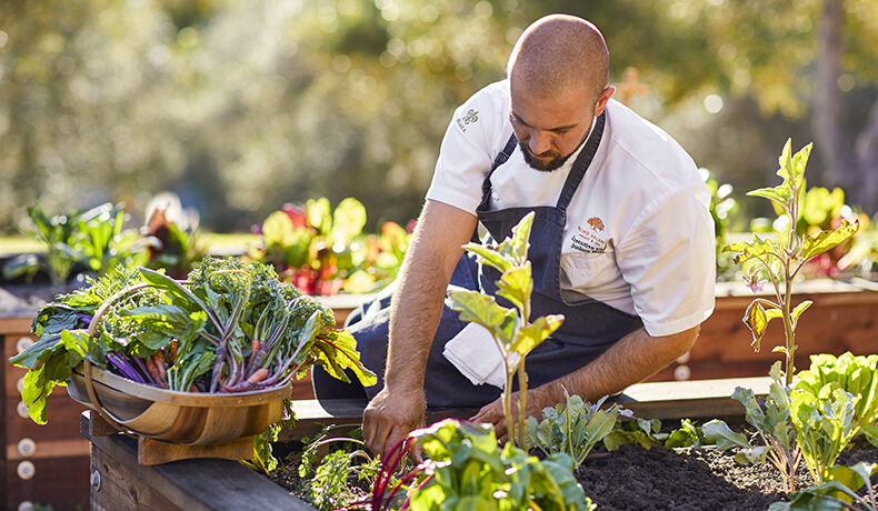 chef picking vegetables in the garden