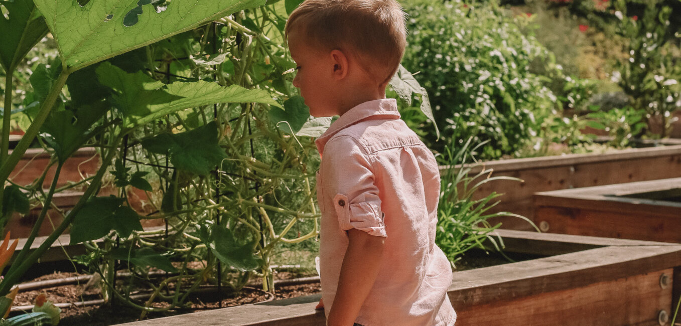 Young boy with shorts and a pink shirt leaning over the wooden edge of a garden