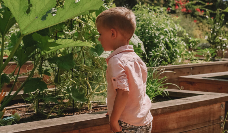 Young boy with shorts and a pink shirt leaning over the wooden edge of the culinary garden