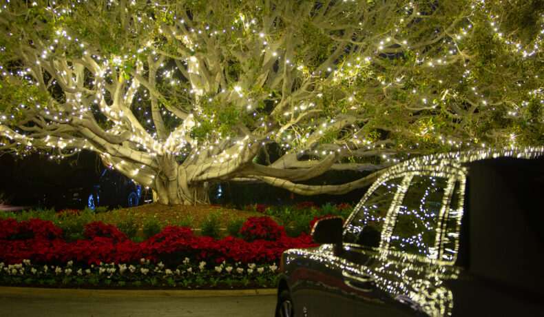 Night time view of tree and rolls royce