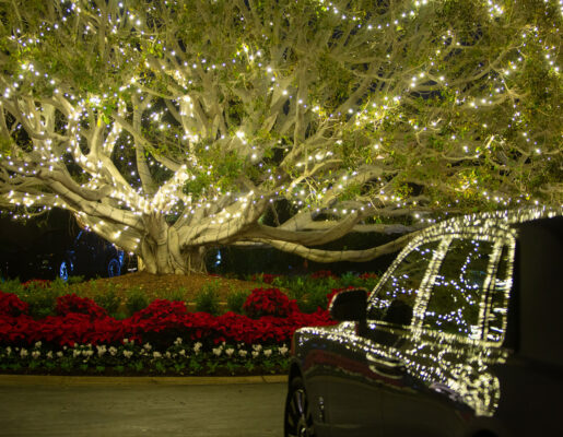 Car parked under a tree lit with Christmas lights surrounded by poinsettias