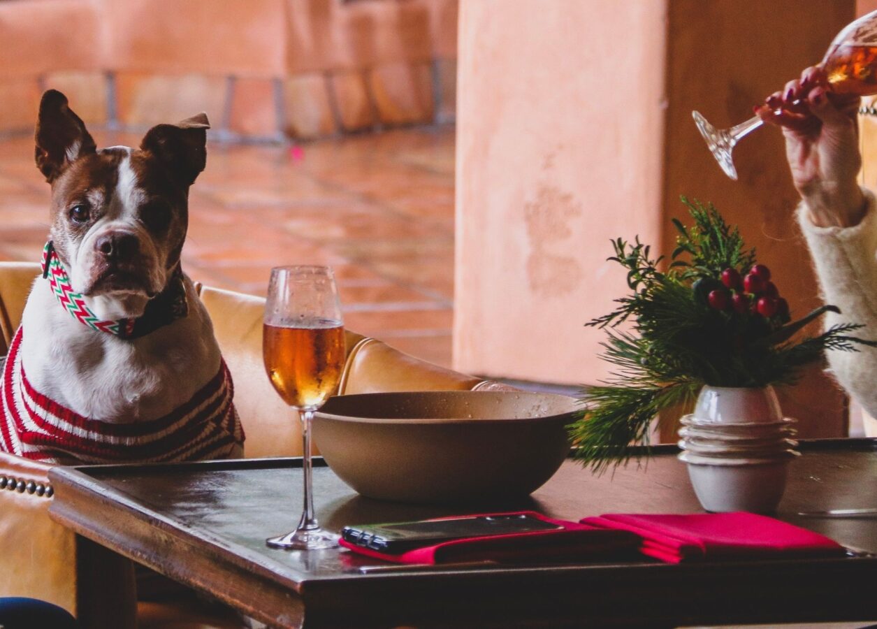 Holiday - dog and woman drinking wine