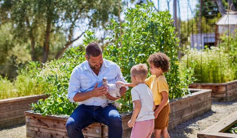 Man showing chicken to two young boys
