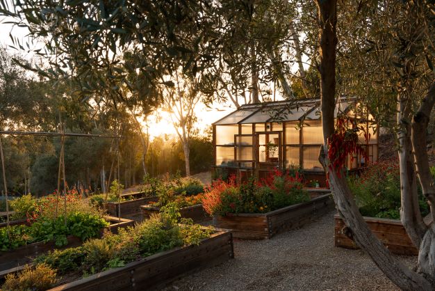 culinary garden at sunset
