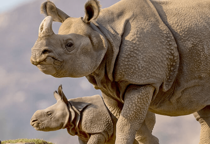 Mother and Baby Rhinoceros