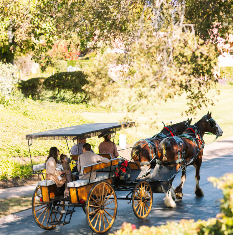 Family in horse and carriage ride