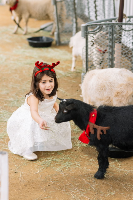 Little girl with goat in petting zoo