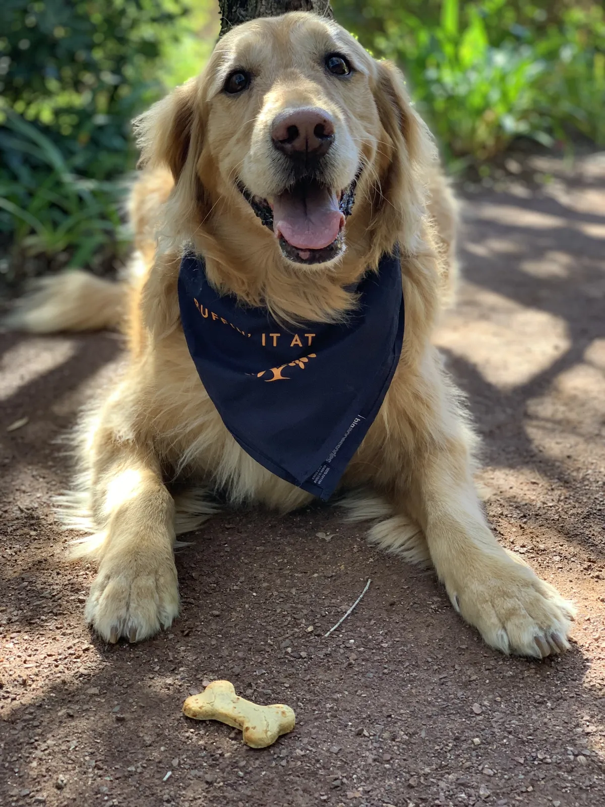 A golden retriever lies on a shaded garden path at Rancho Valencia with a dog biscuit in front of her