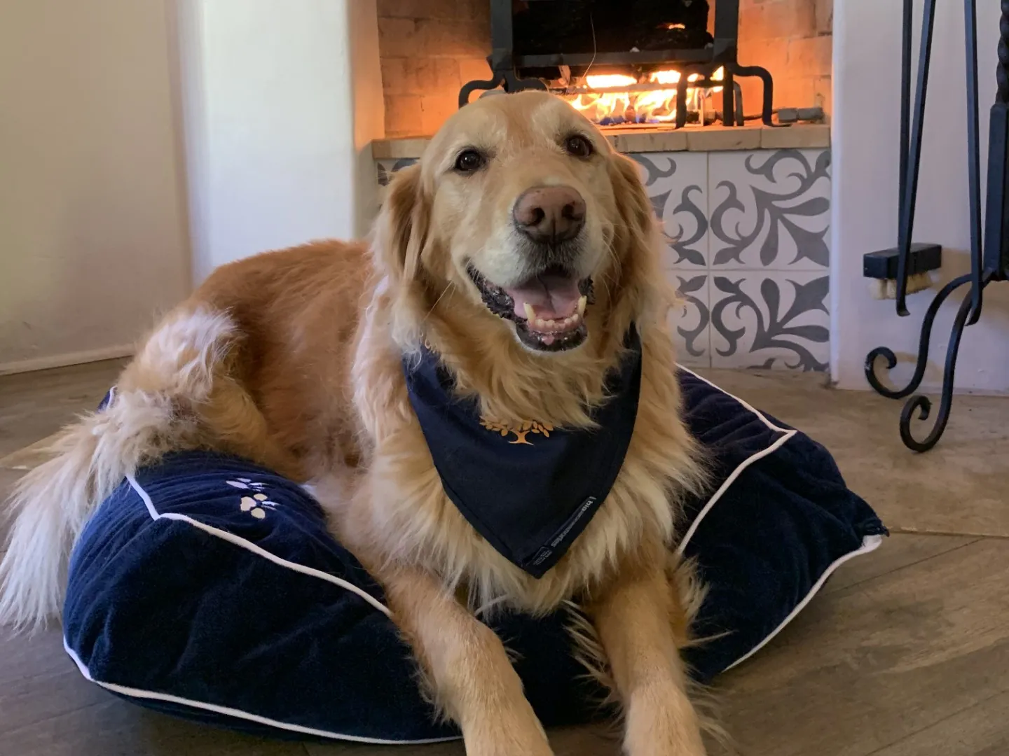 A golden retriever in a navy bandana rests on a dog bed in front of a lit fireplace in a casita at Rancho Valencia in Rancho Santa Fe